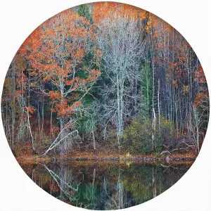 Leaves Round Fitted Tablecloth,Magical Forest with Tree Reflections Over Lake Print Elastic Edged Polyester Table Pad Small Fit Round Tables Diameter for Outdoor Indoor Brown Red 72x72 in